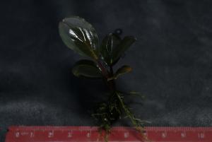 gallery_16816_2313_52291.jpg