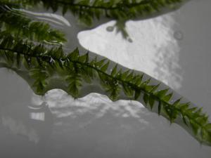gallery_16008_2320_2297.jpg