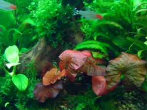 gallery_28380_2331_23274.jpg