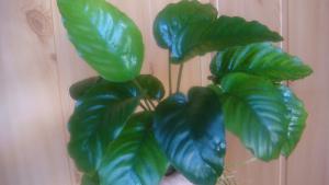 gallery_35029_2344_335661.jpg