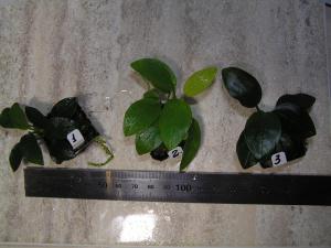 gallery_35366_2346_63946.jpg