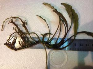 gallery_16816_2313_62272.jpg