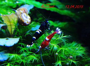 gallery_21739_2358_31949.jpg