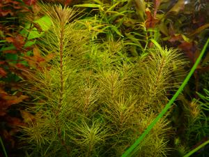 gallery_11289_2372_1043679.jpg
