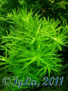 gallery_11289_2372_107895.jpg