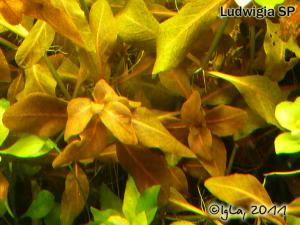 gallery_11289_2372_120717.jpg