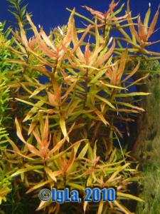 gallery_11289_2372_139746.jpg