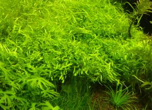 gallery_11289_2372_164776.jpg