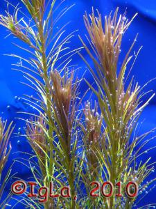 gallery_11289_2372_177110.jpg