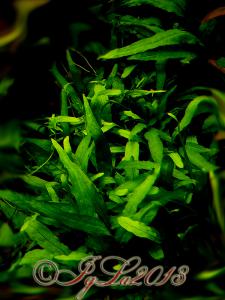gallery_11289_2372_216942.jpg