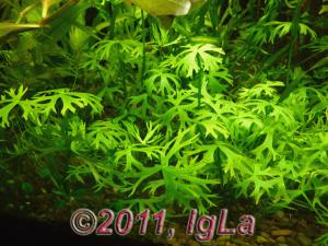 gallery_11289_2372_274909.jpg