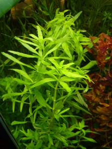 gallery_11289_2372_3071887.jpg