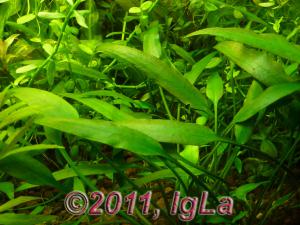 gallery_11289_2372_63747.jpg