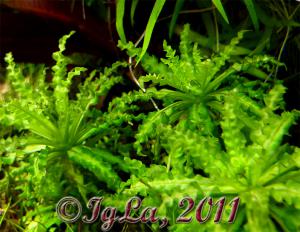 gallery_11289_2372_90221.jpg