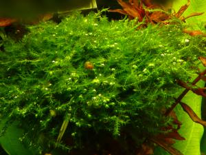 gallery_11289_2372_114466.jpg