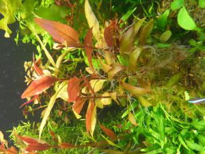 gallery_11289_2372_1511887.jpg