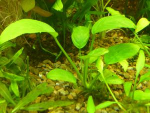 gallery_11289_2372_1732197.jpg