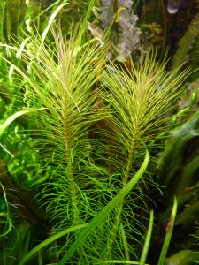 gallery_11289_2372_1802338.jpg
