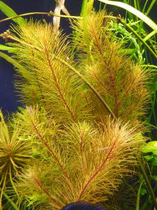 gallery_11289_2372_2438137.jpg