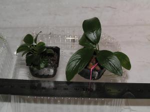 gallery_35366_2346_50212.jpg