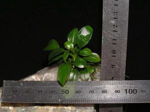 gallery_35366_2346_78097.jpg