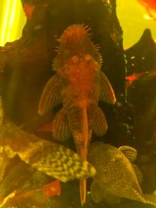 gallery_17653_2418_330215.jpg