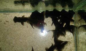 gallery_36319_2425_1007093.jpg