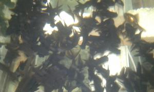 gallery_36319_2425_1089813.jpg
