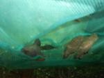 tn_gallery_30970_2434_681398.jpg