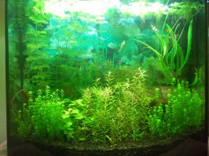 gallery_18717_2461_596924.jpg