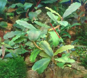 gallery_35013_2469_173749.jpg