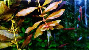 gallery_35136_2466_822969.jpg