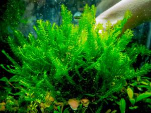 gallery_17686_1685_126819.jpg
