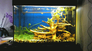 gallery_37655_2509_10608897.gif