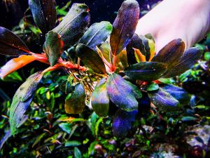 gallery_17686_2020_1213604.jpg