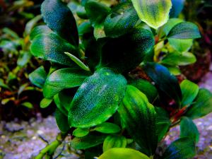 gallery_17686_2020_687886.jpg