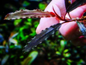 gallery_17686_2020_726314.jpg