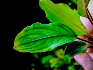 gallery_17686_2020_731011.jpg