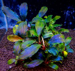 gallery_17686_2020_758348.jpg