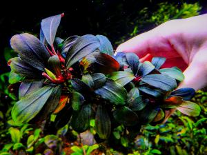 gallery_17686_2020_1132633.jpg