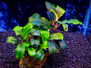 gallery_17686_2020_1147825.jpg