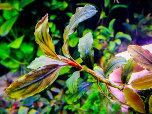 gallery_17686_2020_352182.jpg