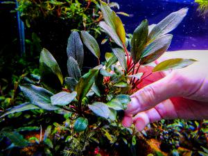 gallery_17686_2020_447812.jpg