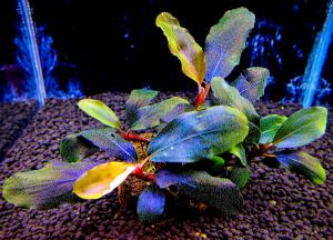 gallery_17686_2020_716094.jpg