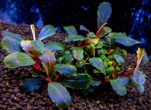 gallery_17686_2020_1117926.jpg
