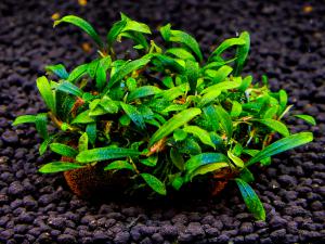 gallery_17686_2020_158359.jpg