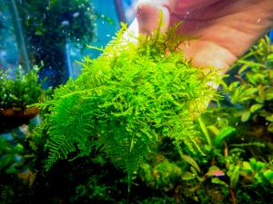 gallery_17686_2520_1153552.jpg