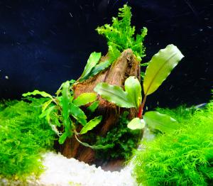 gallery_17686_2520_753585.jpg