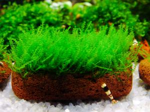 gallery_17686_2520_822401.jpg