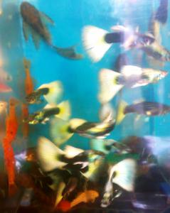 gallery_17653_2528_222415.jpg